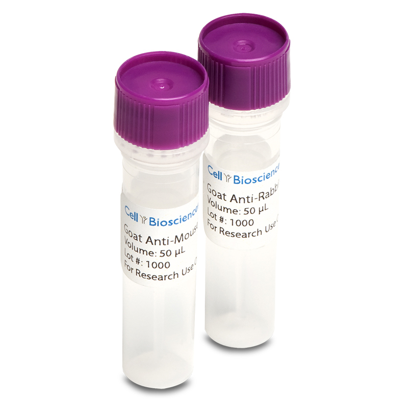 ProteinSimple Goat-Anti-Mouse Secondary Antibody, HRP-conjugate (50 Î¼L) plus Antibody Diluent included for Simple Western