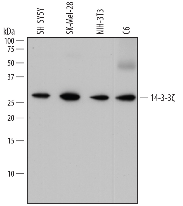 Detection of Human, Mouse, and Rat 14-3-3? antibody by Western Blot.