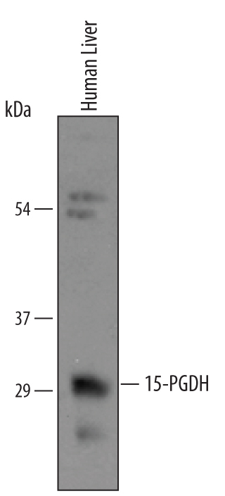 Detection of Human 15-PGDH/HPGD antibody by Western Blot.