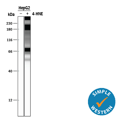 Detection of Human 4-Hydroxynonenal antibody by Simple WesternTM.