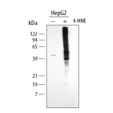 Detection of Human 4-Hydroxynonenal antibody by Western Blot.