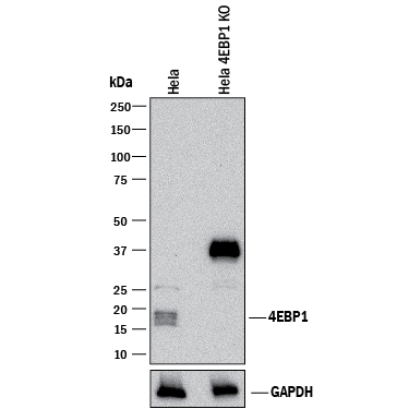 Western Blot Shows Human 4EBP1 Antibody Specificity by Using Knockout Cell Line.