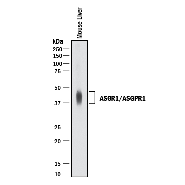 Detection of Mouse ASGR1/ASGPR1 antibody by Western Blot.