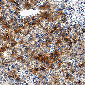 ASGR1/ASGPR1 antibody in Human Liver by Immunohistochemistry (IHC-P).