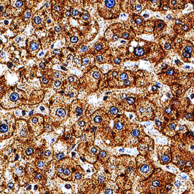 ASGR1/ASGPR1 antibody in Human Liver by Immunohistochemistry (IHC-P).