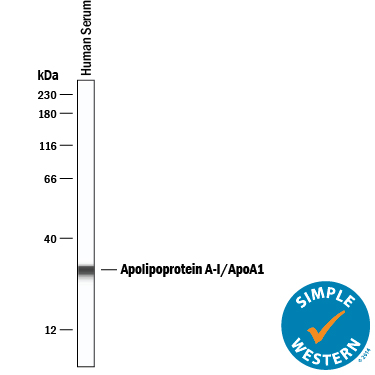 Detection of Human Apolipoprotein A-I/ApoA1 antibody by Simple WesternTM.