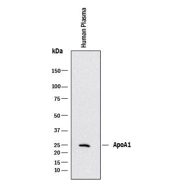 Detection of Human Apolipoprotein A-I/ApoA1 antibody by Western Blot.