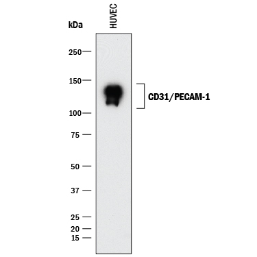 Detection of Human CD31/PECAM-1 antibody by Western Blot.