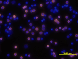 CD3 antibody in Mouse Splenocytes by Immunocytochemistry (ICC).
