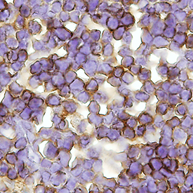 CD3 antibody in Mouse Spleen Tissue by Immunohistochemistry (IHC-P).