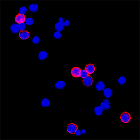 CD3 antibody in Mouse Splenocytes by Immunocytochemistry (ICC).
