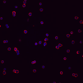 CXCR5 antibody in Human PBMCs by Immunocytochemistry (ICC).