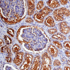 Carbonic Anhydrase VB/CA5B antibody in Human Kidney by Immunohistochemistry (IHC-P).