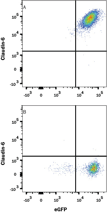 Detection of Claudin-6 antibody in HEK293 Human Cell Line Transfected with Human Claudin-6 and eGFP antibody by Flow Cytometry.
