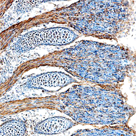 FGF-15 antibody in Mouse Embryo by Immunohistochemistry (IHC-Fr).