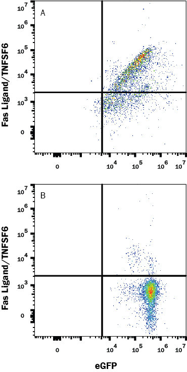 Detection of Fas Ligand/TNFSF6 antibody in HEK293 Human Cell Line Transfected with Human Fas Ligand/TNFSF6 and eGFP antibody by Flow Cytometry.