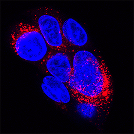 Human Fibronectin Antibody (MAB19182) | Bio-Techne