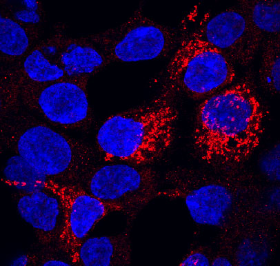 Frizzled-7 antibody in HEK293 Human Cell Line by Immunocytochemistry (ICC).
