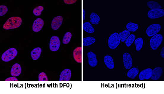 HIF-1 alpha/HIF1A antibody in HeLa Human Cell Line by Immunocytochemistry (ICC).