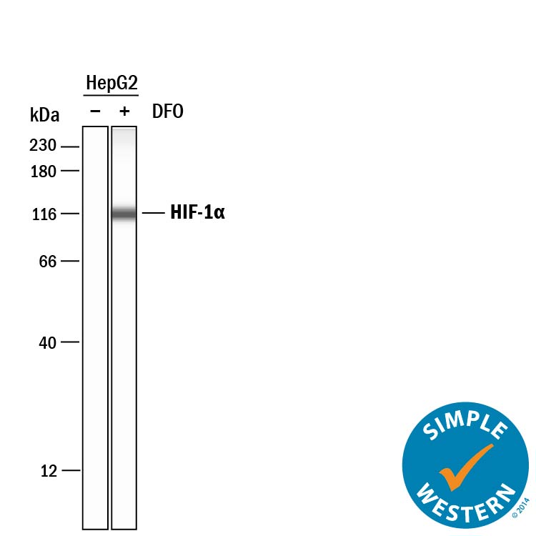 Detection of Human HIF-1 alpha/HIF1A antibody by Simple WesternTM.