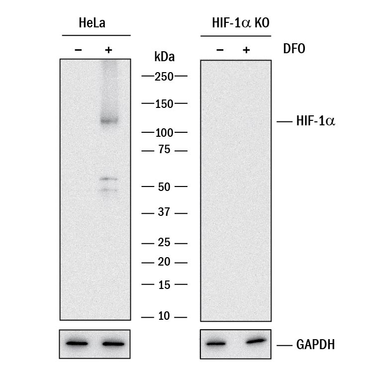 Western Blot Shows Human HIF-1 alpha/HIF1A Antibody Specificity by Using Knockout Cell Line.