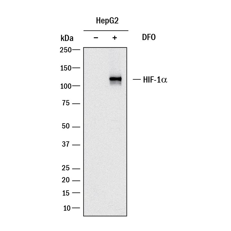 Detection of Human HIF-1 alpha/HIF1A antibody by Western Blot.