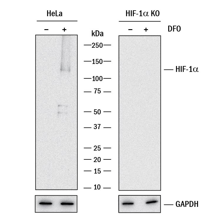 Western Blot Shows Human HIF-1 alpha/HIF1A Antibody Specificity by Using Knockout Cell Line.