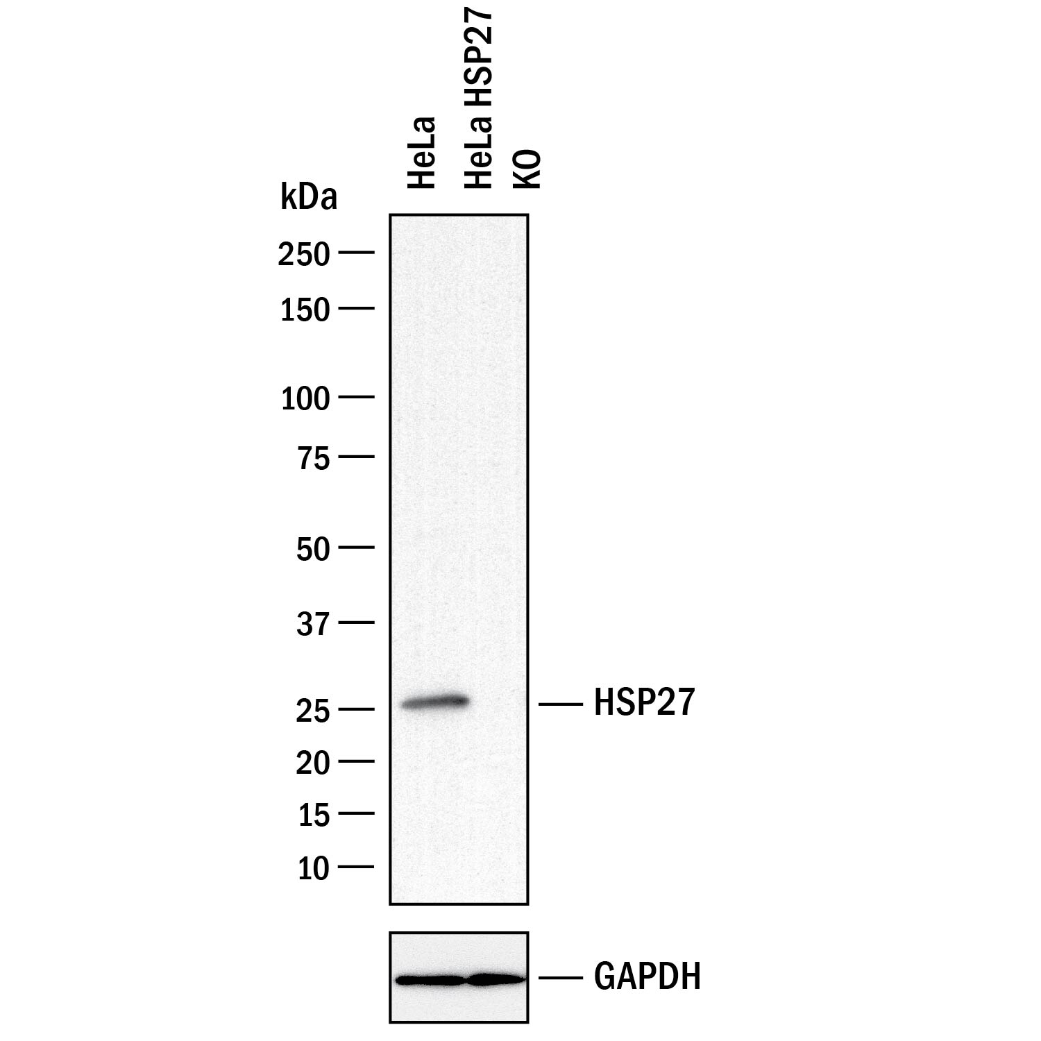 Western Blot Shows Human HSP27 Antibody Specificity by Using Knockout Cell Line.