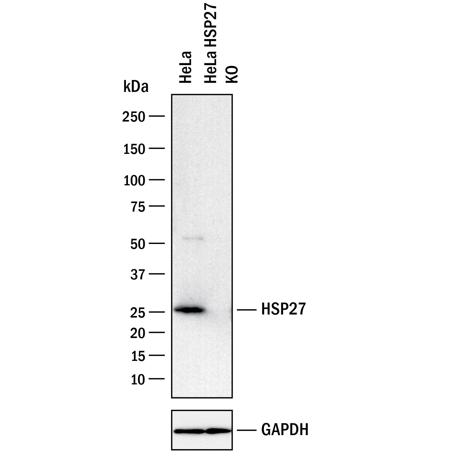 Western Blot Shows Human HSP27 Antibody Specificity by Using Knockout Cell Line.