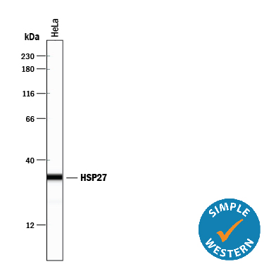 Detection of Human HSP27 antibody by Simple WesternTM.