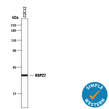 Detection of Mouse HSP27 antibody by Simple WesternTM.