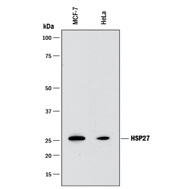 Detection of Human HSP27 antibody by Western Blot.
