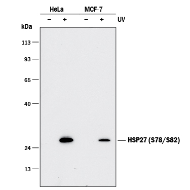Detection of Phospho-Human HSP27 (S78/S82) antibody by Western Blot.