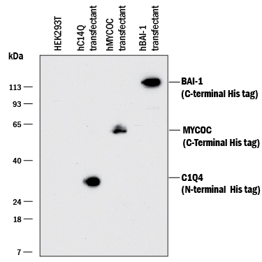 Detection of His Tag antibody by Western Blot.