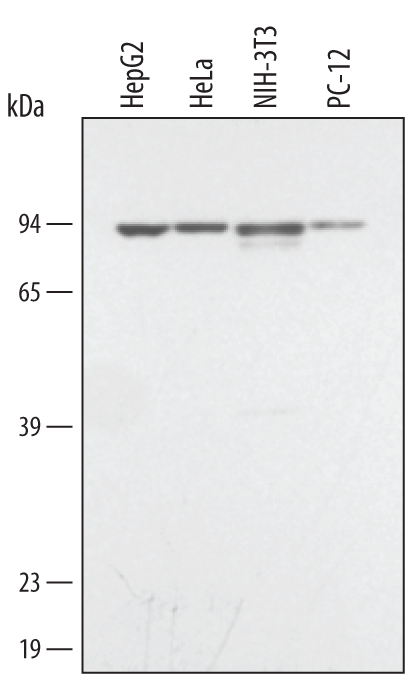 Detection of Mouse IgG Primary Antibody by Western Blot