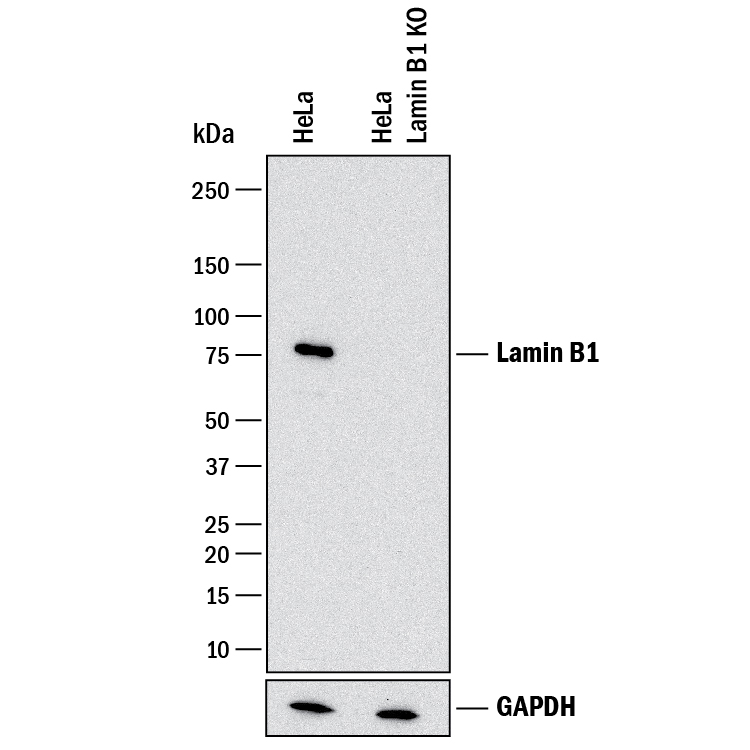 Western Blot Shows Human Lamin B1 Antibody Specificity by Using Knockout Cell Line.