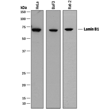 Detection of Human, Mouse, and Rat Lamin B1 antibody by Western Blot.