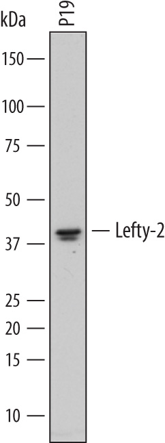 Detection of Mouse Lefty-2 antibody by Western Blot.