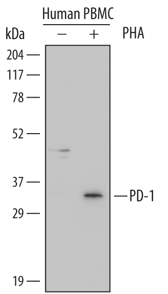 Detection of Human PD-1 antibody by Western Blot.