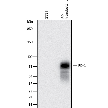 Detection of Mouse PD-1 antibody by Western Blot.