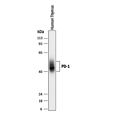 Detection of Human PD‑1 antibody by Western Blot.