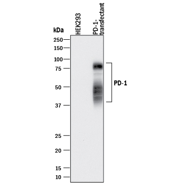 Detection of Human PD-1 antibody by Western Blot.