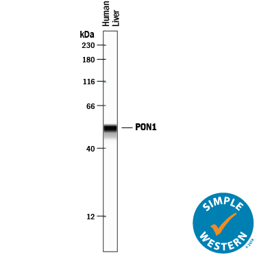 Detection of Human PON1 antibody by Simple WesternTM.