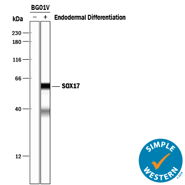 Detection of Human SOX17 antibody by Simple WesternTM.