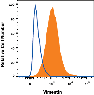 Detection of Vimentin antibody in A172 Human Cell Line antibody by Flow Cytometry.