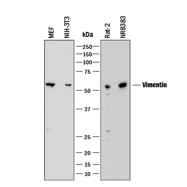 Detection of Mouse and Rat Vimentin antibody by Western Blot.