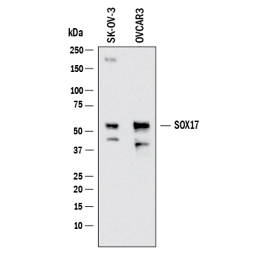 Human SOX17 Antibody (AF1924) | Bio-Techne