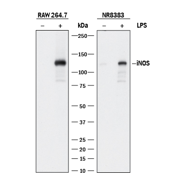 Detection of Mouse and Rat iNOS antibody by Western Blot.