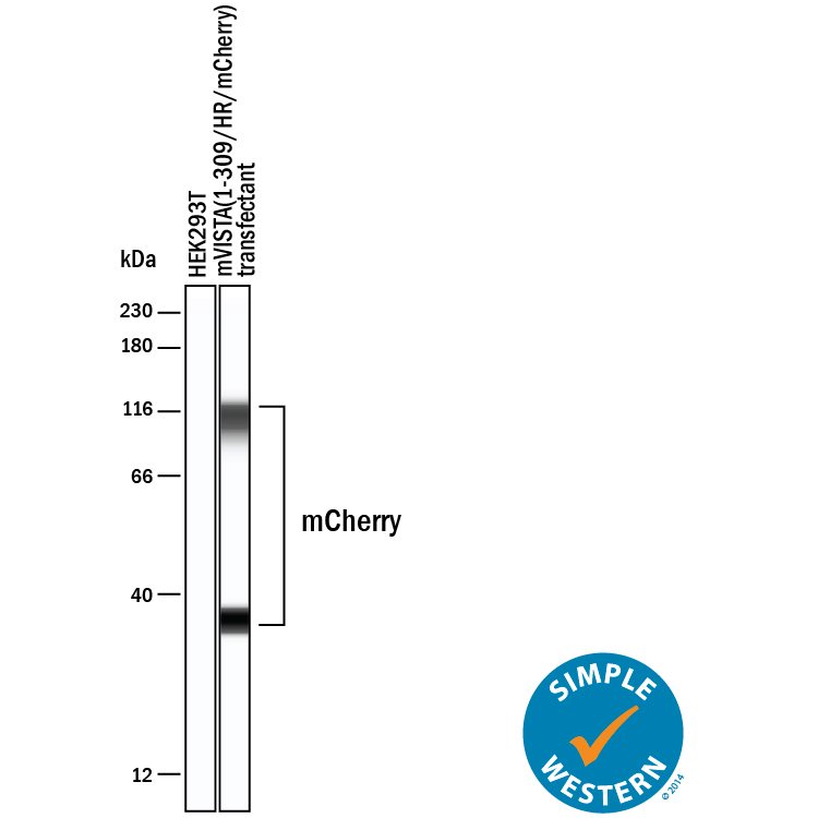 Human Mcherry Antibody Mab11041 Bio Techne 6642