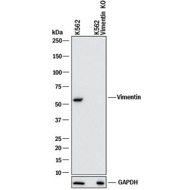 Western Blot Shows Human Vimentin Antibody Specificity by Using Knockout Cell Line.